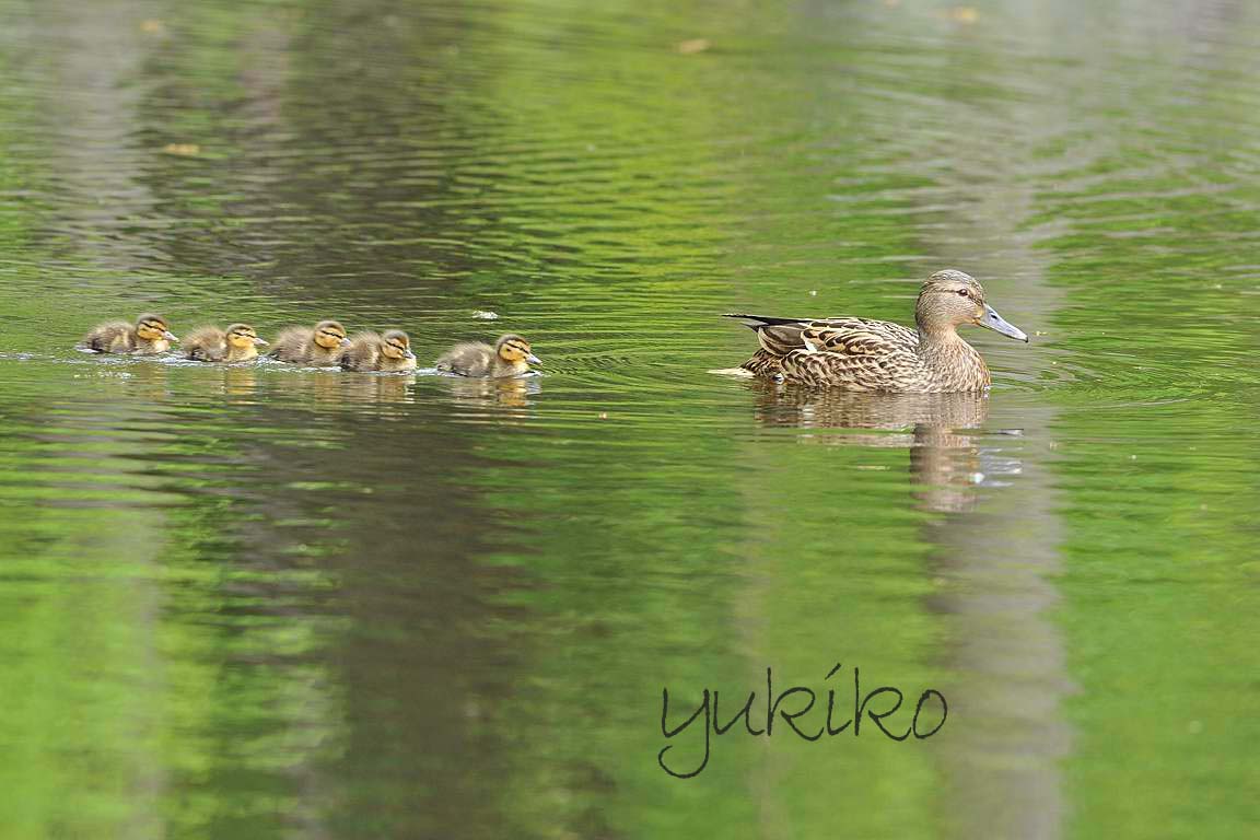 マガモとカルガモ ちょっちゃん日記